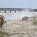 Wildlife mitten im Geysir Basin