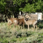 Nachbarn auf dem Campingplatz