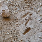 Maiskolben im Long House