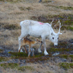Renntier mit Kalb
