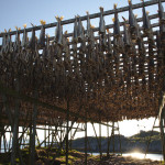 Stockfisch in Henningsvær